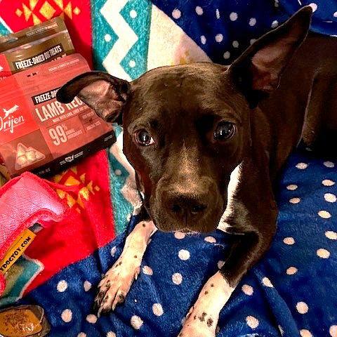 Persephone, a Adoptable Pit Bull Terrier in Fargo, ND image 2/3