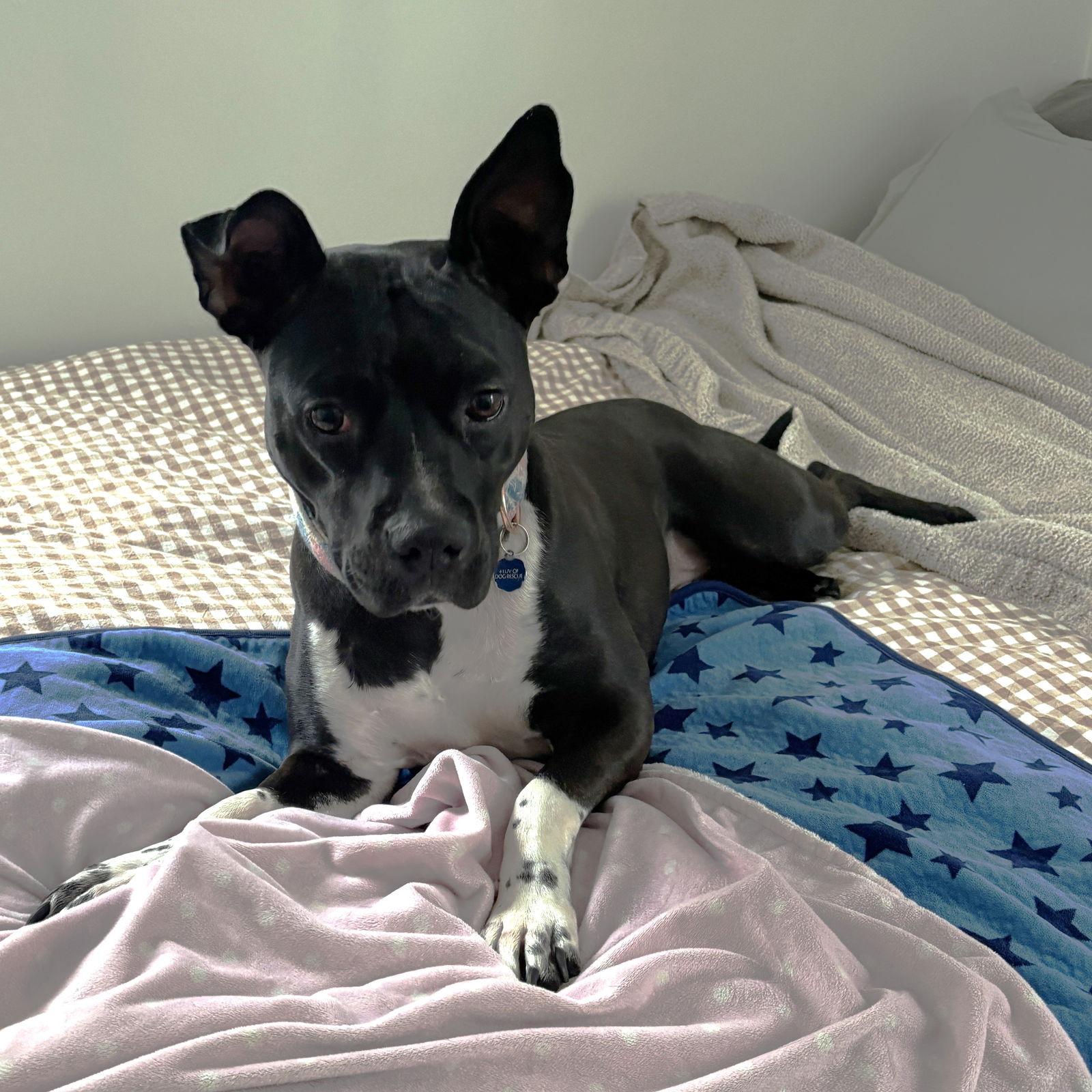 Persephone, Adoptable, Adult Female Pit Bull Terrier.