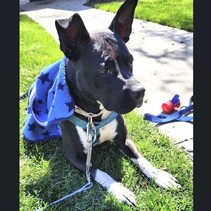 Enlarge Persephone, a Adoptable Pit Bull Terrier in Fargo, ND image 2/3