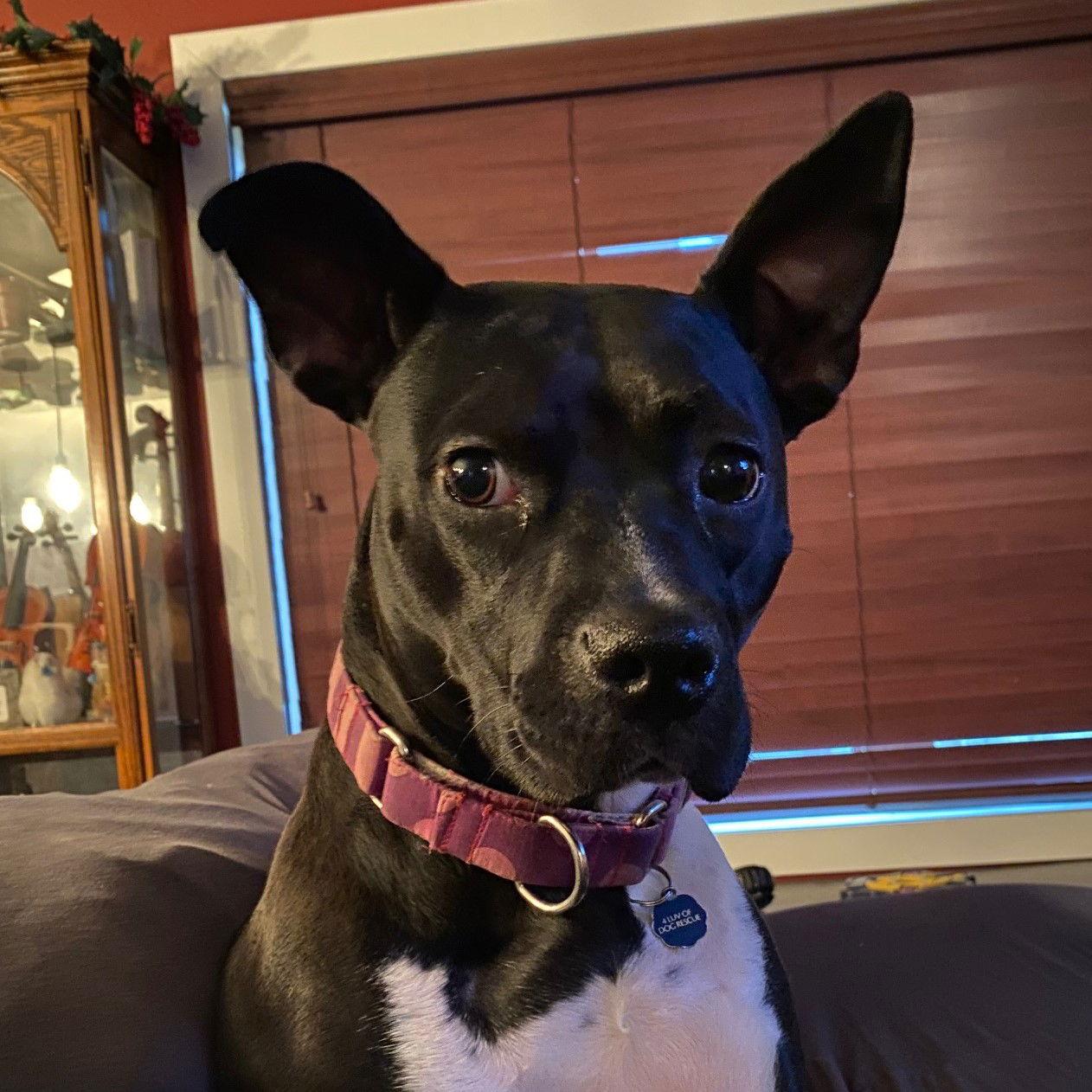 Persephone, a Adoptable Pit Bull Terrier in Fargo, ND image 2/3