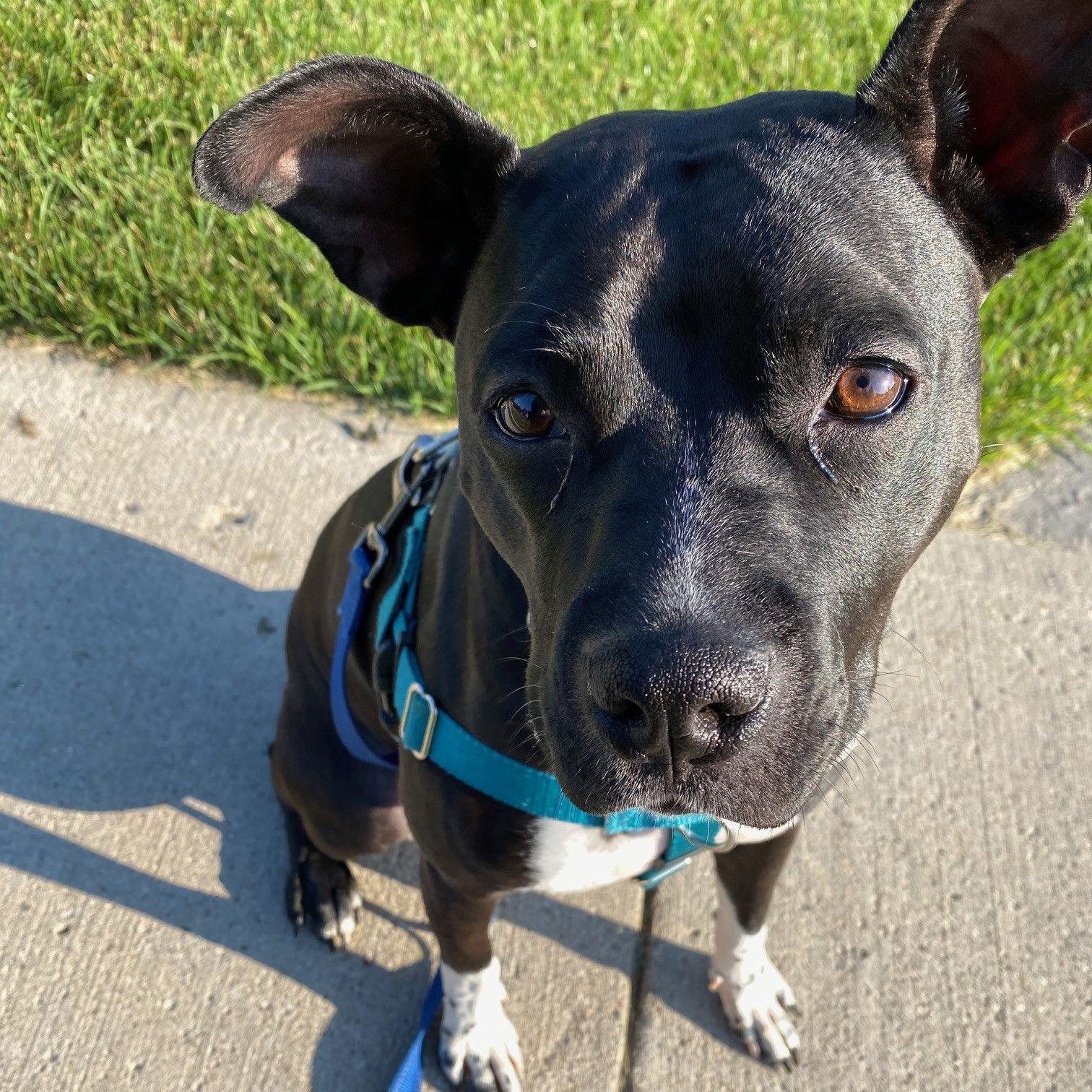 Persephone, a Adoptable Pit Bull Terrier in Fargo, ND image 3/3