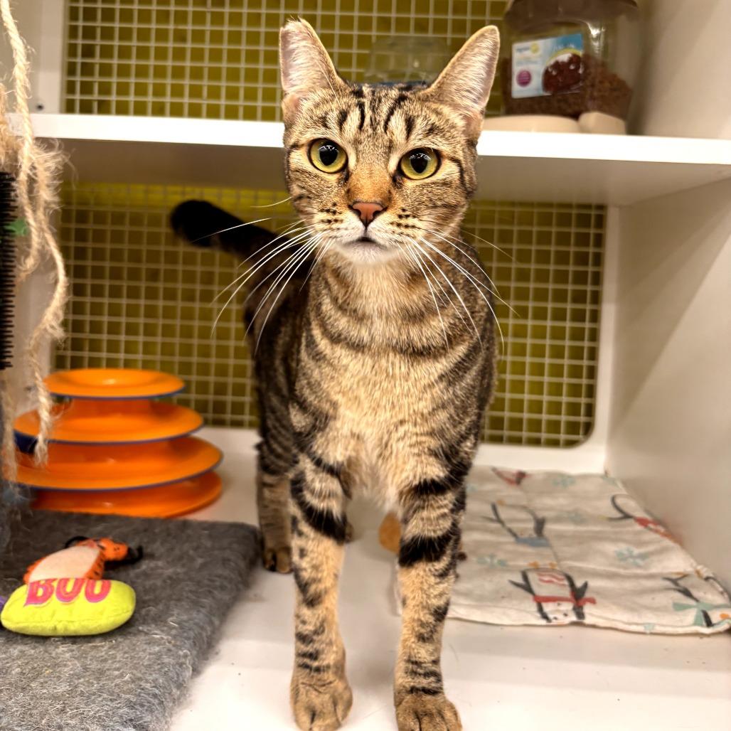 Charlie Girl, Adoptable, Adult Female Domestic Short Hair.