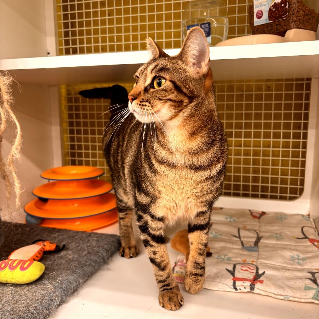 Charlie Girl, a Adoptable Domestic Short Hair in Volcano, HI image 2/5