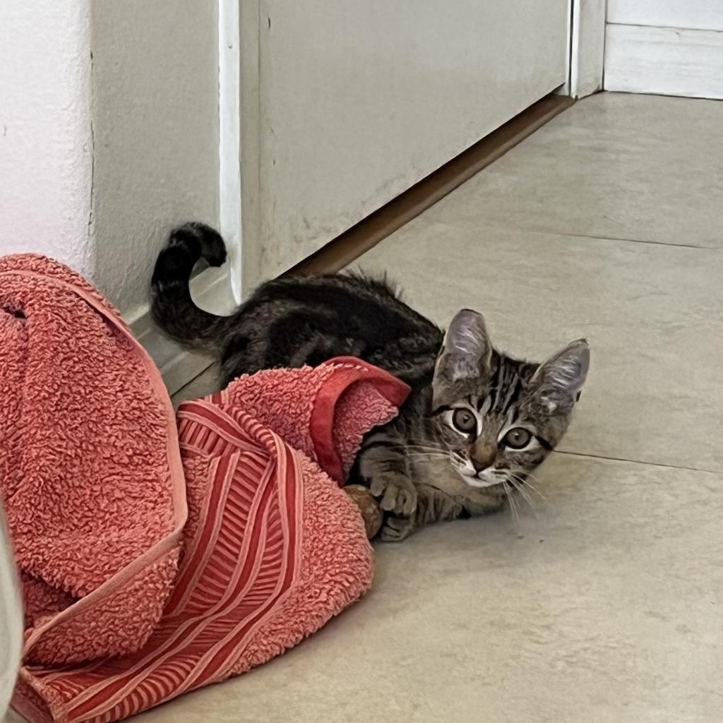 Charlie Girl, a Adoptable Domestic Short Hair in Volcano, HI image 3/5