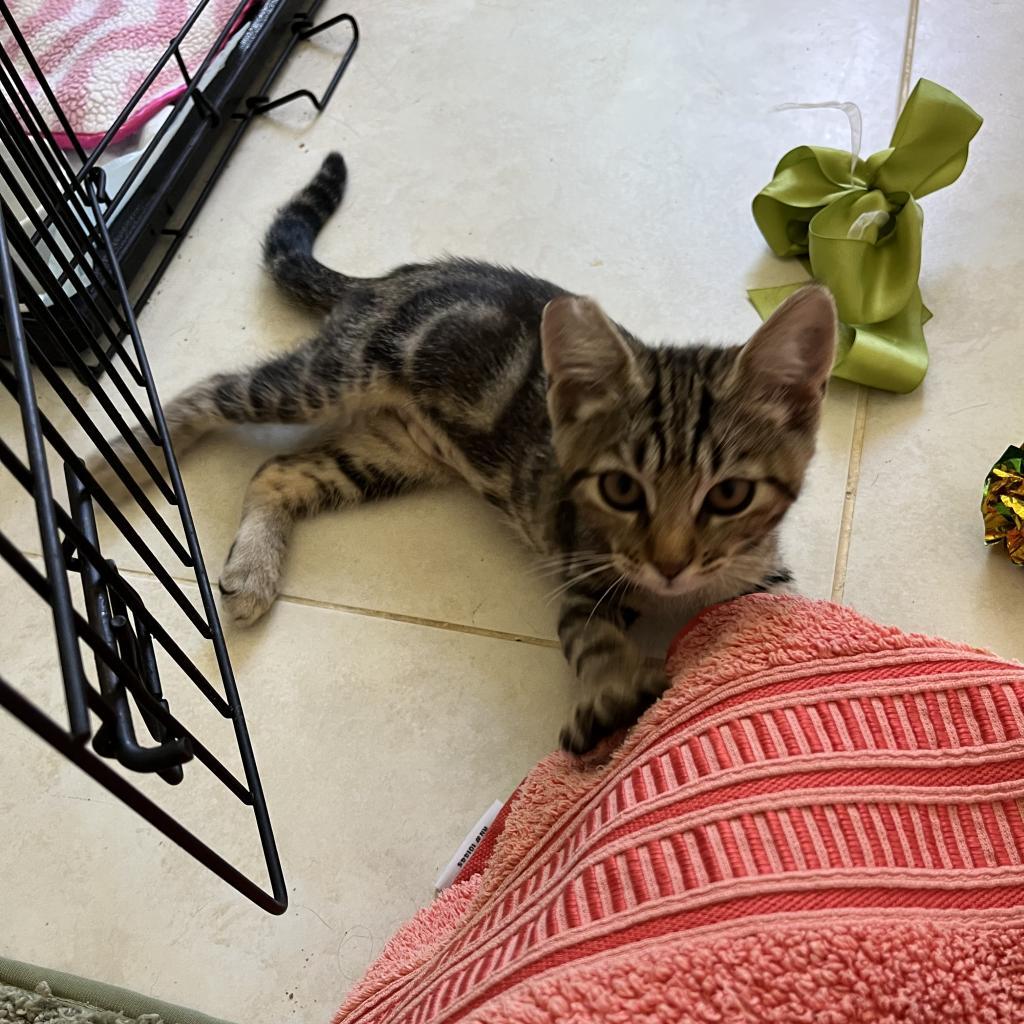 Charlie Girl, a Adoptable Domestic Short Hair in Volcano, HI image 4/5