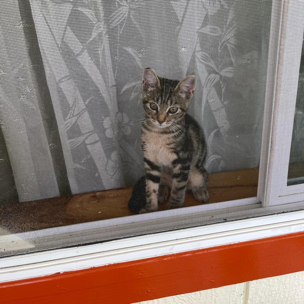 Charlie Girl, a Adoptable Domestic Short Hair in Volcano, HI image 5/5