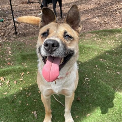 Enlarge Ginger, a Adoptable mixed breed in Anderson , SC image 1/6