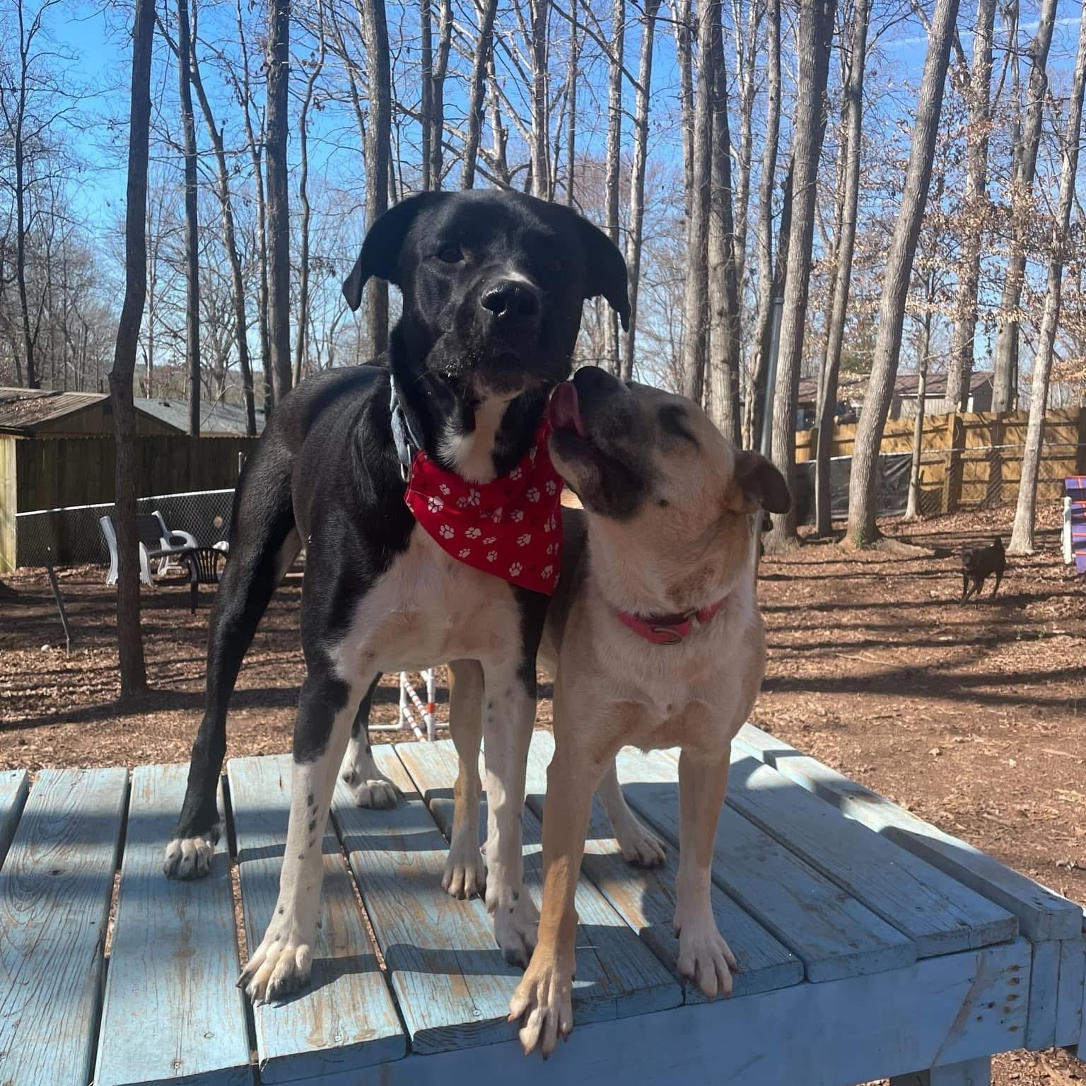 Enlarge Ginger, a Adoptable mixed breed in Anderson , SC image 2/6
