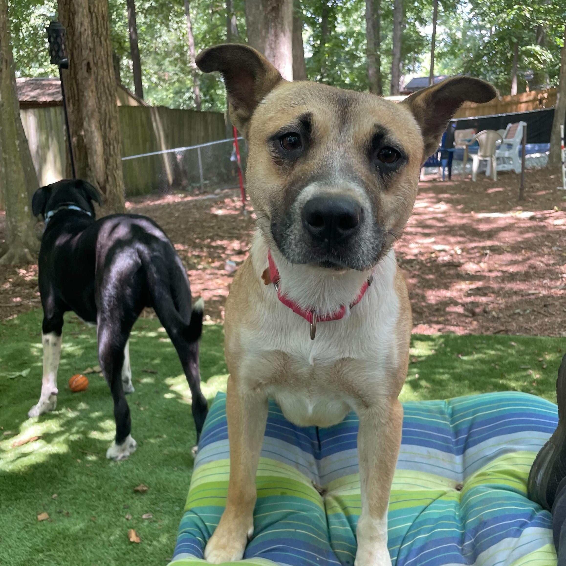 Enlarge Ginger, a Adoptable mixed breed in Anderson , SC image 3/6