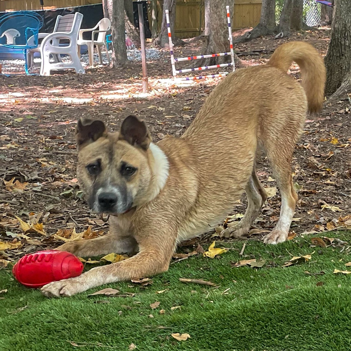 Enlarge Ginger, a Adoptable mixed breed in Anderson , SC image 4/6