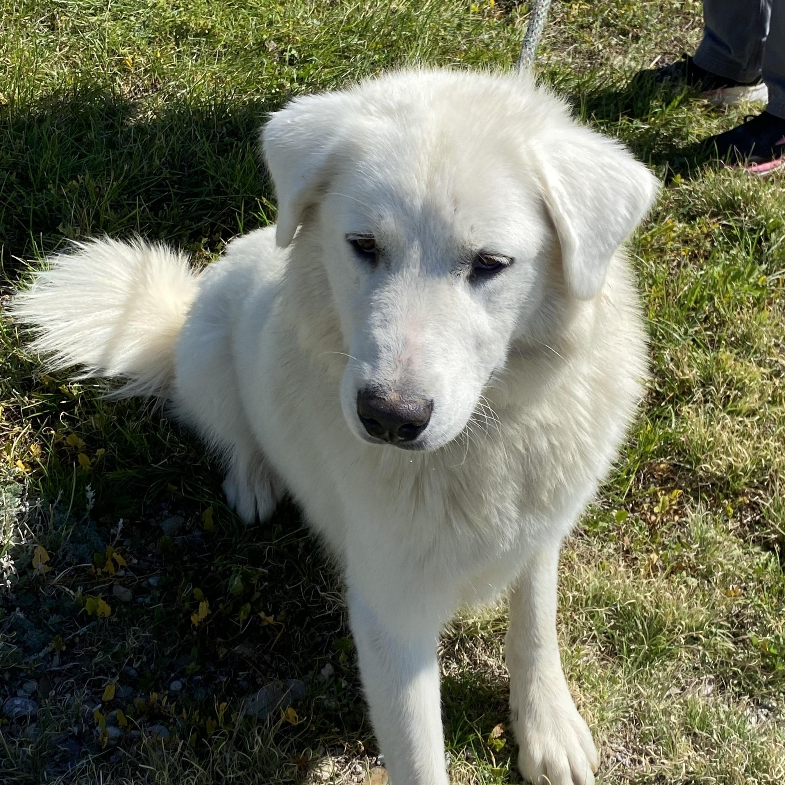 Enlarge Crystal, a Adoptable mixed breed in Choteau, MT image 2/3