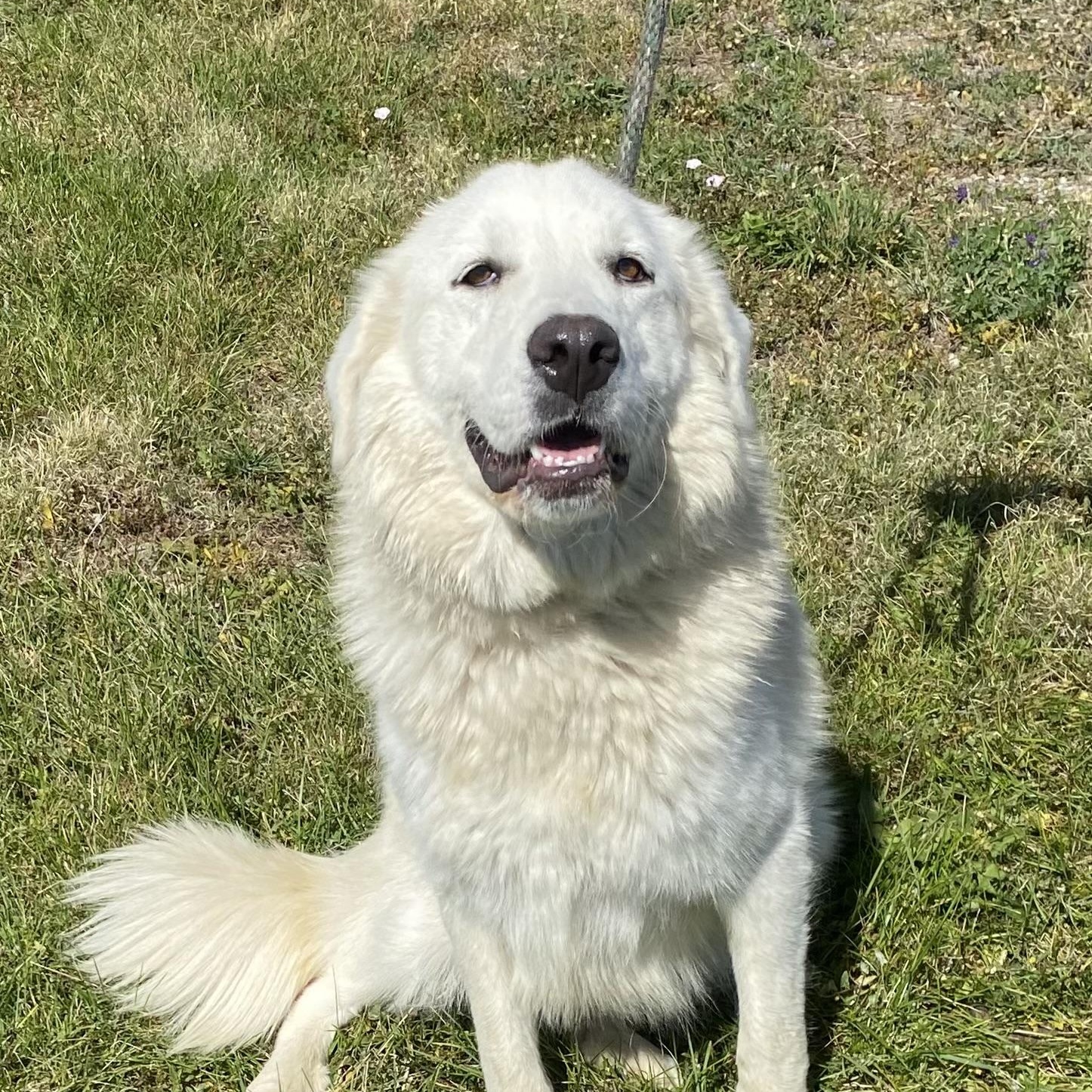 Enlarge Crystal, a Adoptable mixed breed in Choteau, MT image 1/3