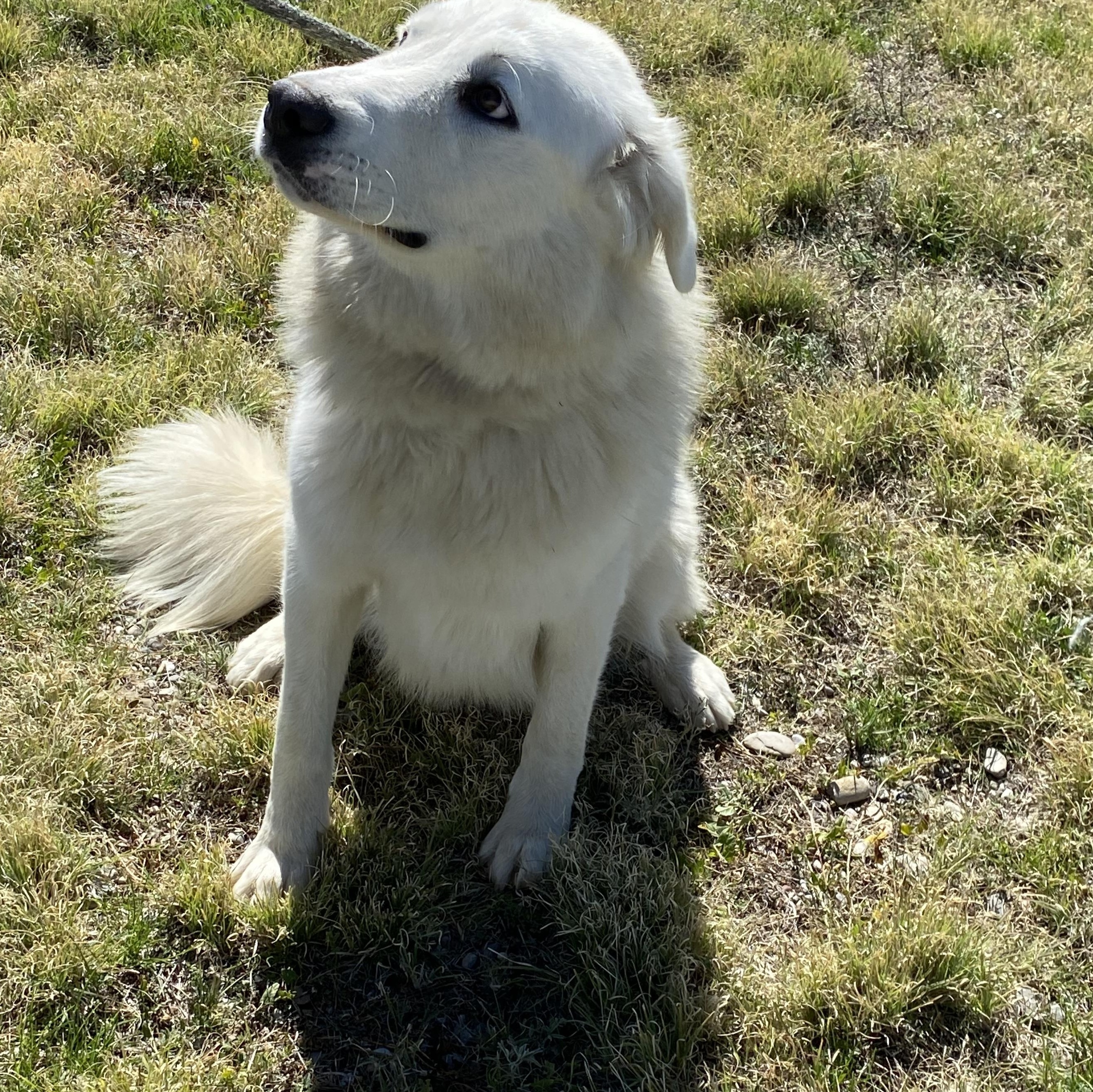 Enlarge Crystal, a Adoptable mixed breed in Choteau, MT image 3/3