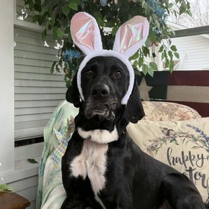 Belle, a ADOPTABLE mixed breed in Adrian, MI image 3/5