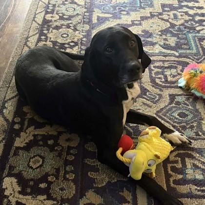 Belle, a ADOPTABLE mixed breed in Adrian, MI image 4/5