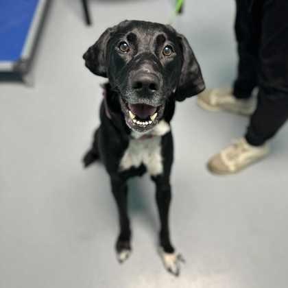Belle, a ADOPTABLE mixed breed in Adrian, MI image 2/5