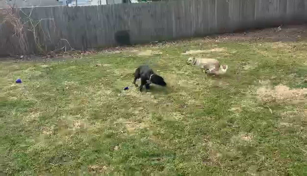 Enlarge Belle, a ADOPTABLE mixed breed in Adrian, MI video 5/5