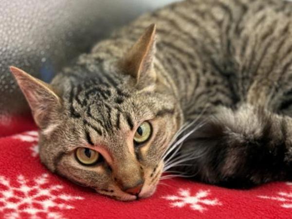 Simba, Adoptable, Adult Male Domestic Short Hair.