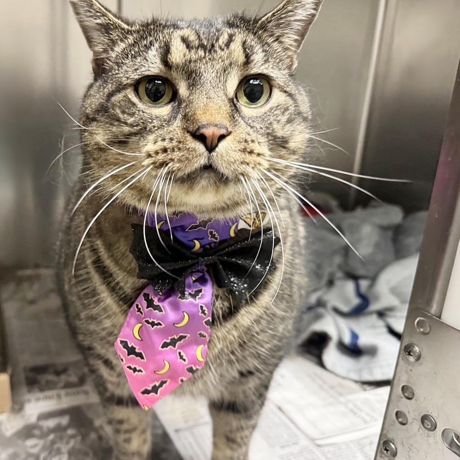 Enlarge Kitten, a Adoptable Domestic Short Hair in Saint Louis, MO image 1/3