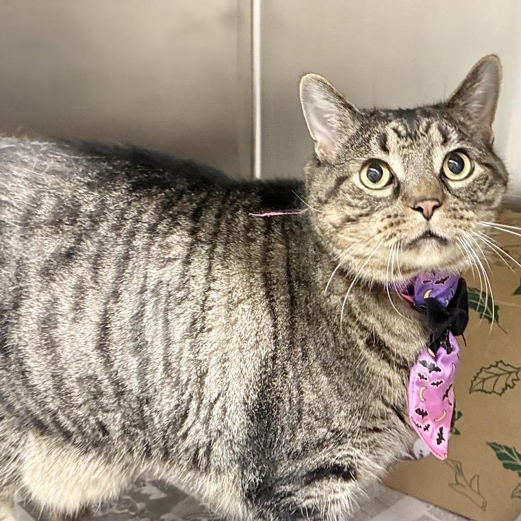 Enlarge Kitten, a Adoptable Domestic Short Hair in Saint Louis, MO image 2/3