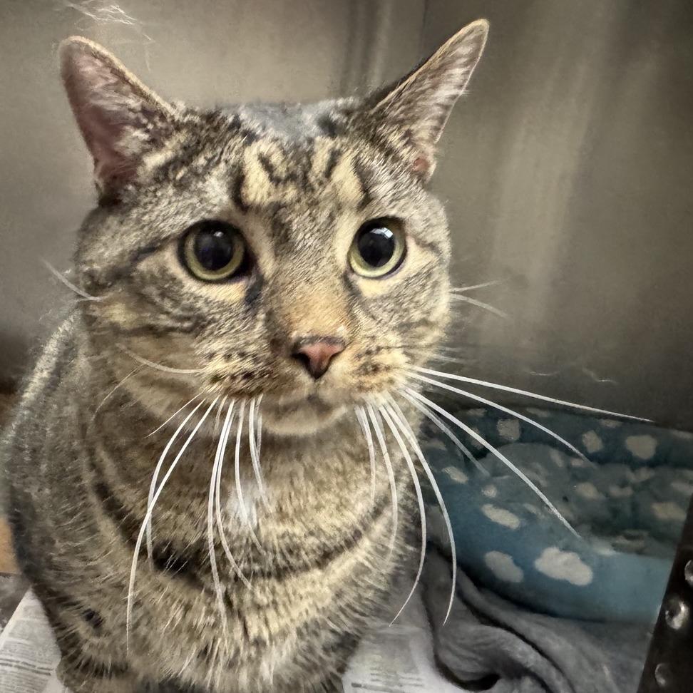 Enlarge Kitten, a Adoptable Domestic Short Hair in Saint Louis, MO image 3/3
