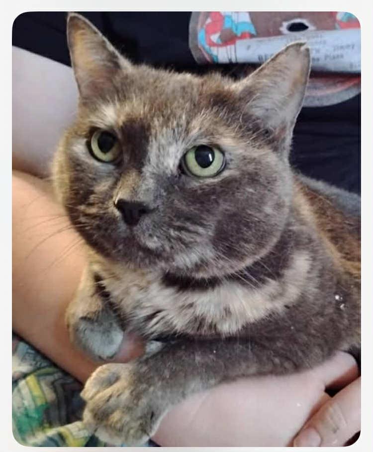 Enlarge Sarah, a Adopted Domestic Short Hair in Gonic, NH image 2/3