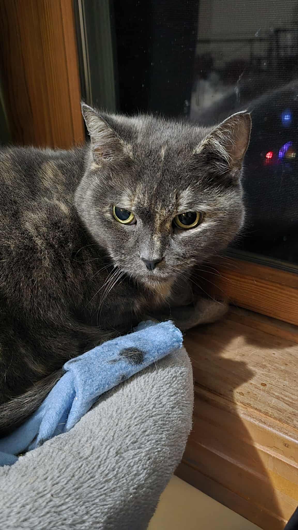 Enlarge Sarah, a Adopted Domestic Short Hair in Gonic, NH image 3/3