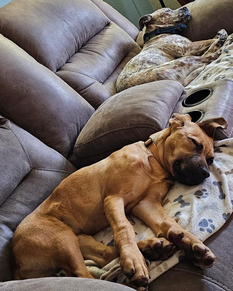 Enlarge Solly, a Adoptable mixed breed in Monticello, IA image 6/6