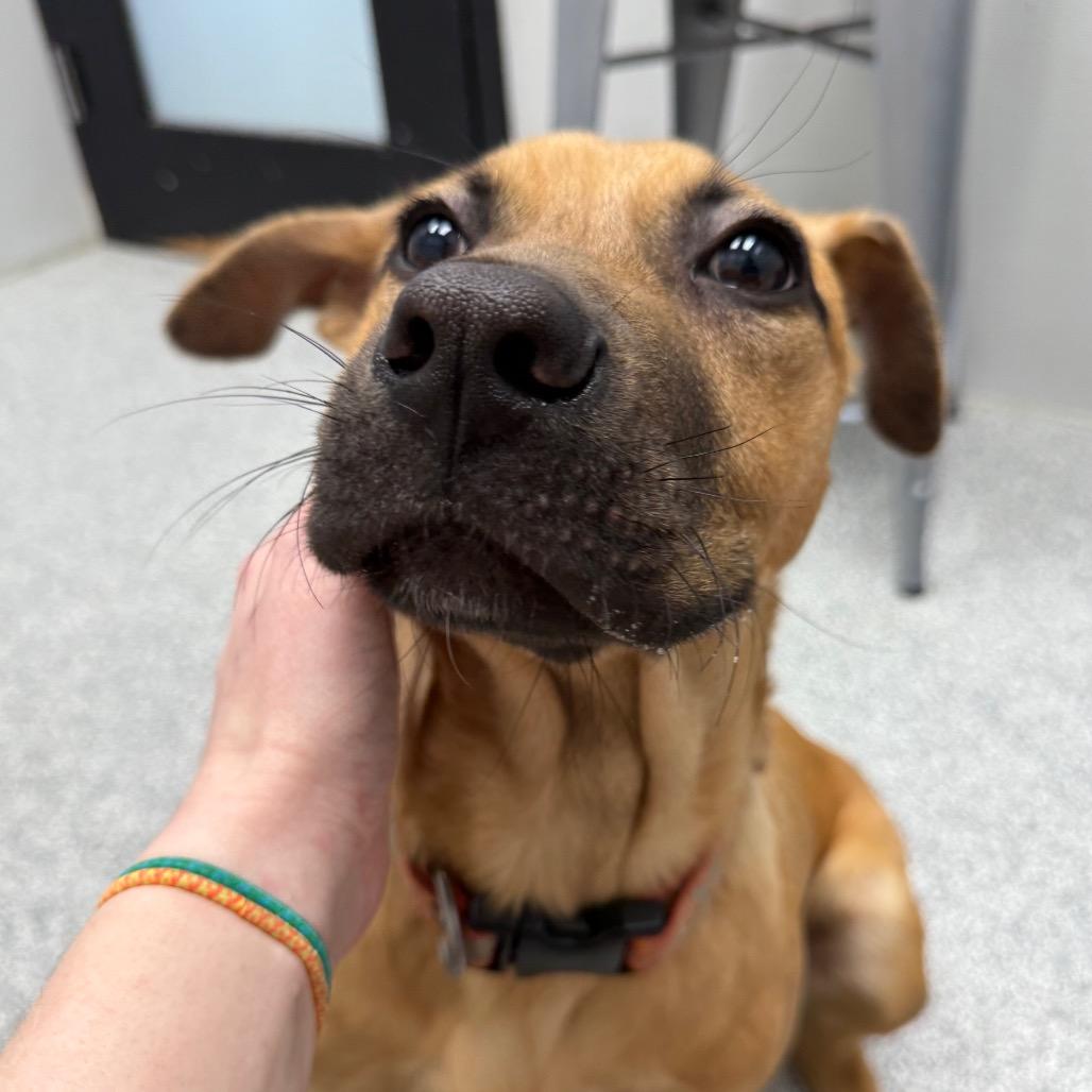 Solly, Adoptable, Young Male Black Mouth Cur & Mixed Breed.