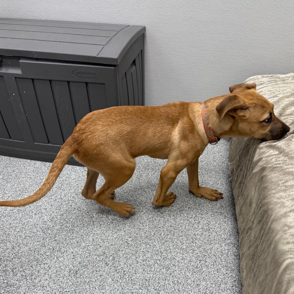 Enlarge Solly, a Adoptable mixed breed in Monticello, IA image 4/6