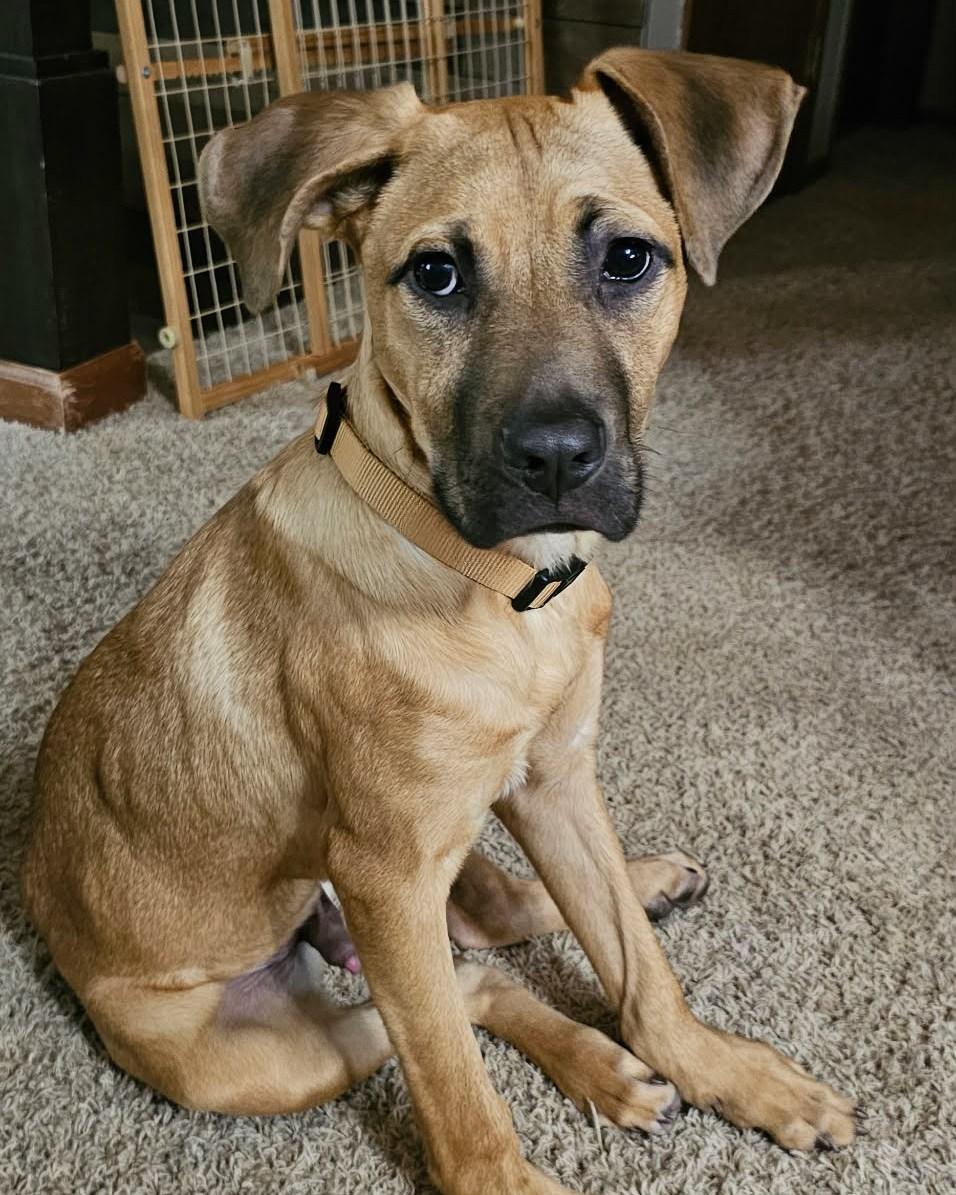 Enlarge Solly, a Adoptable mixed breed in Monticello, IA image 2/6