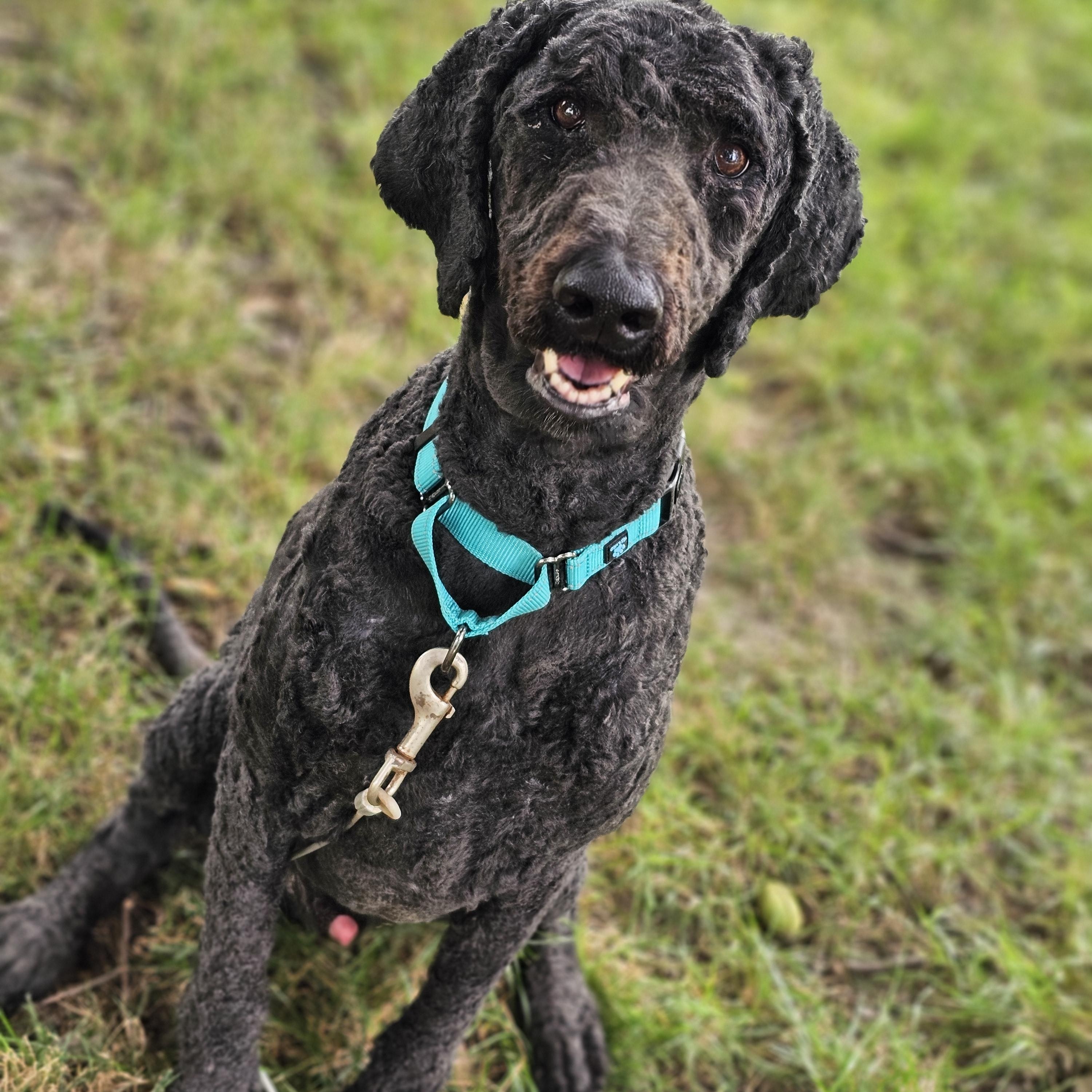 Rip, ADOPTABLE, Adult Male Goldendoodle.
