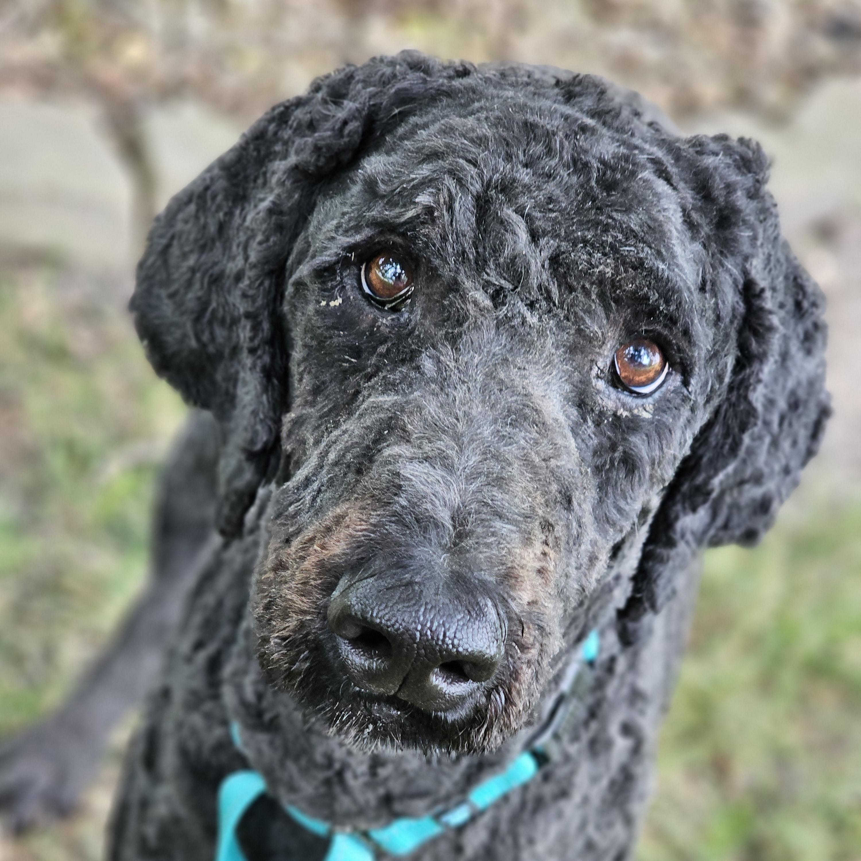 Rip, a ADOPTABLE Goldendoodle in O Fallon, IL image 2/6