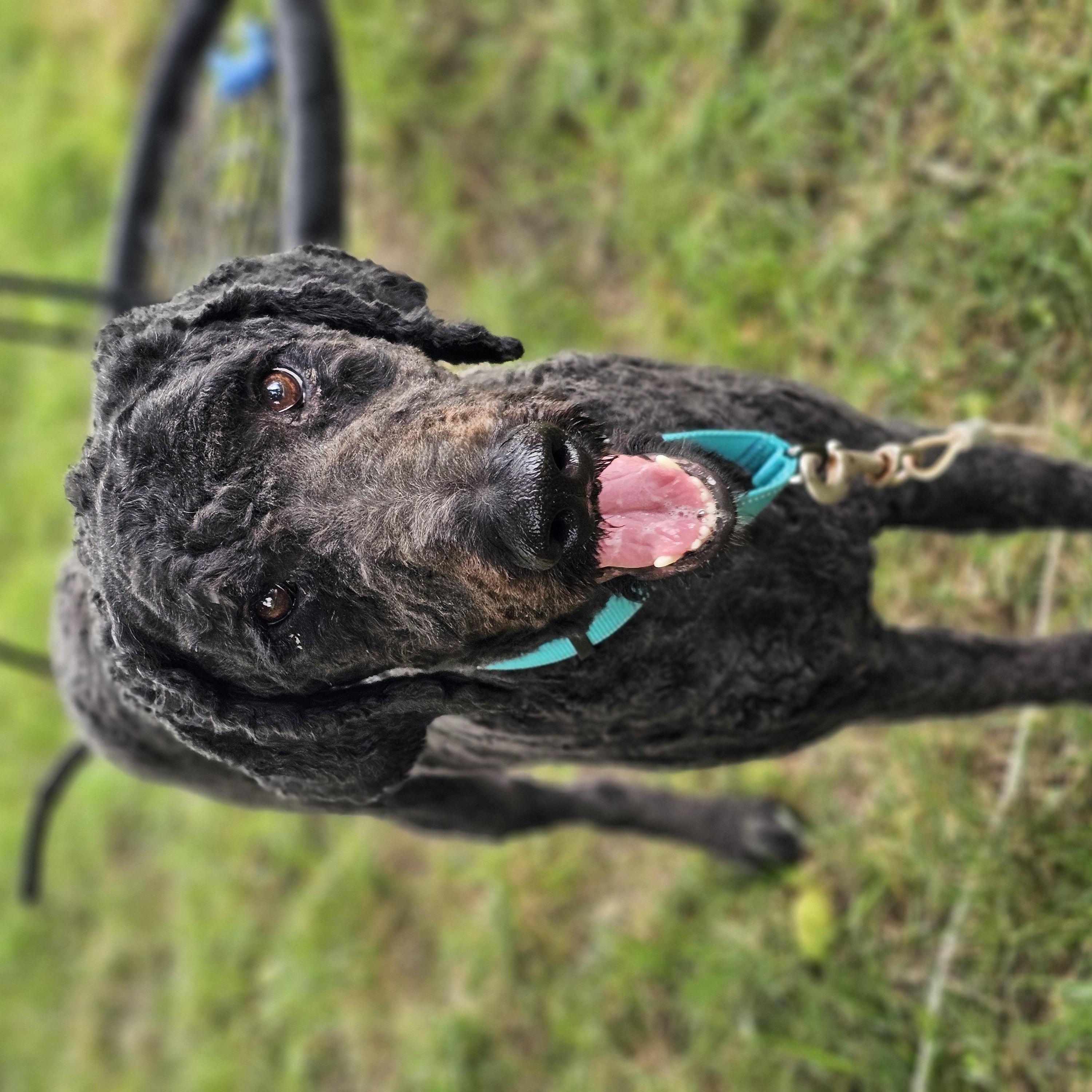 Rip, a ADOPTABLE Goldendoodle in O Fallon, IL image 5/6