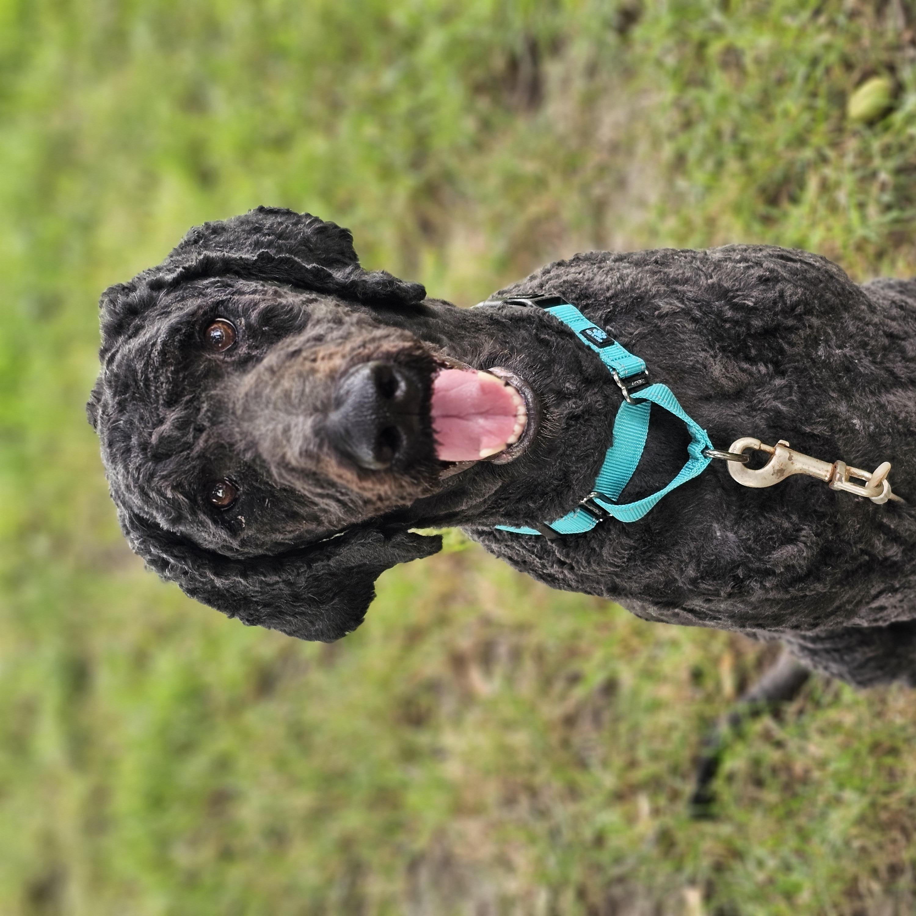 Rip, a ADOPTABLE Goldendoodle in O Fallon, IL image 3/6