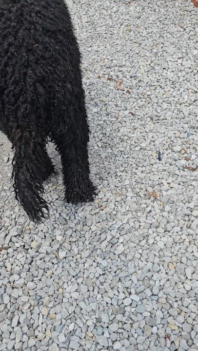 Enlarge Rip, a ADOPTABLE Goldendoodle in O Fallon, IL video 6/6