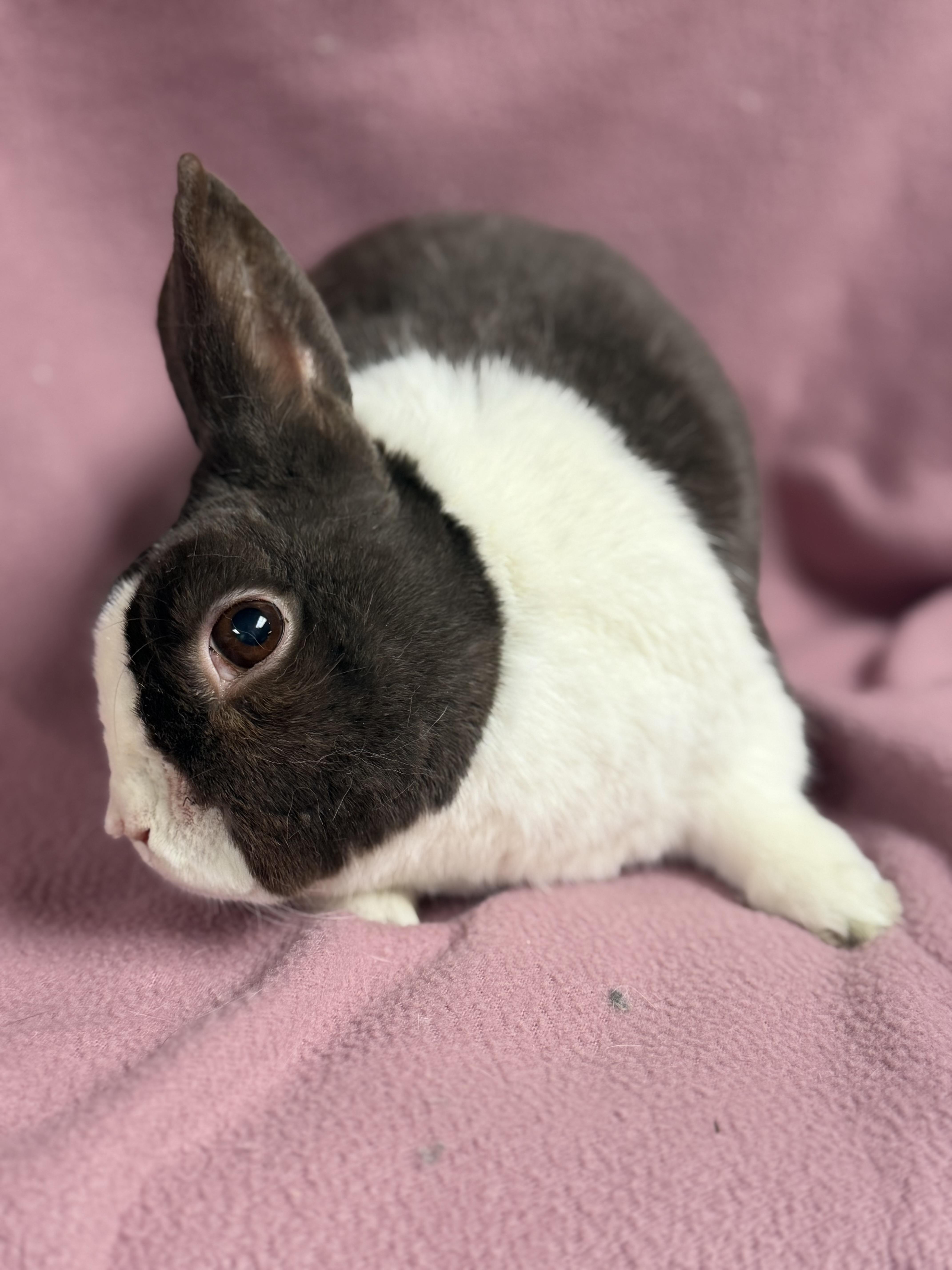 Fergus, a ADOPTABLE Dutch in Edinburg, PA image 5/6