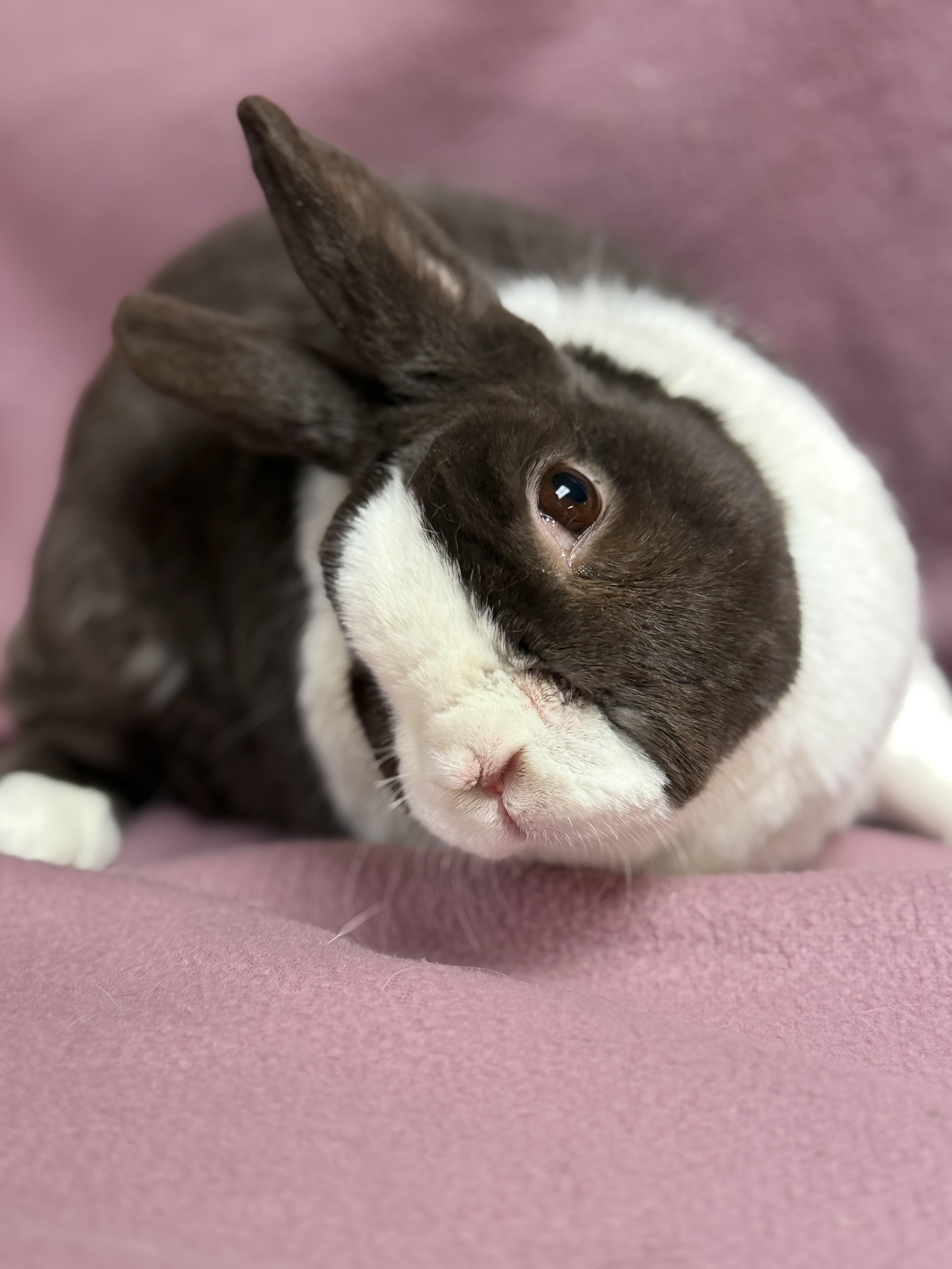 Fergus, ADOPTABLE, Adult Male Dutch.