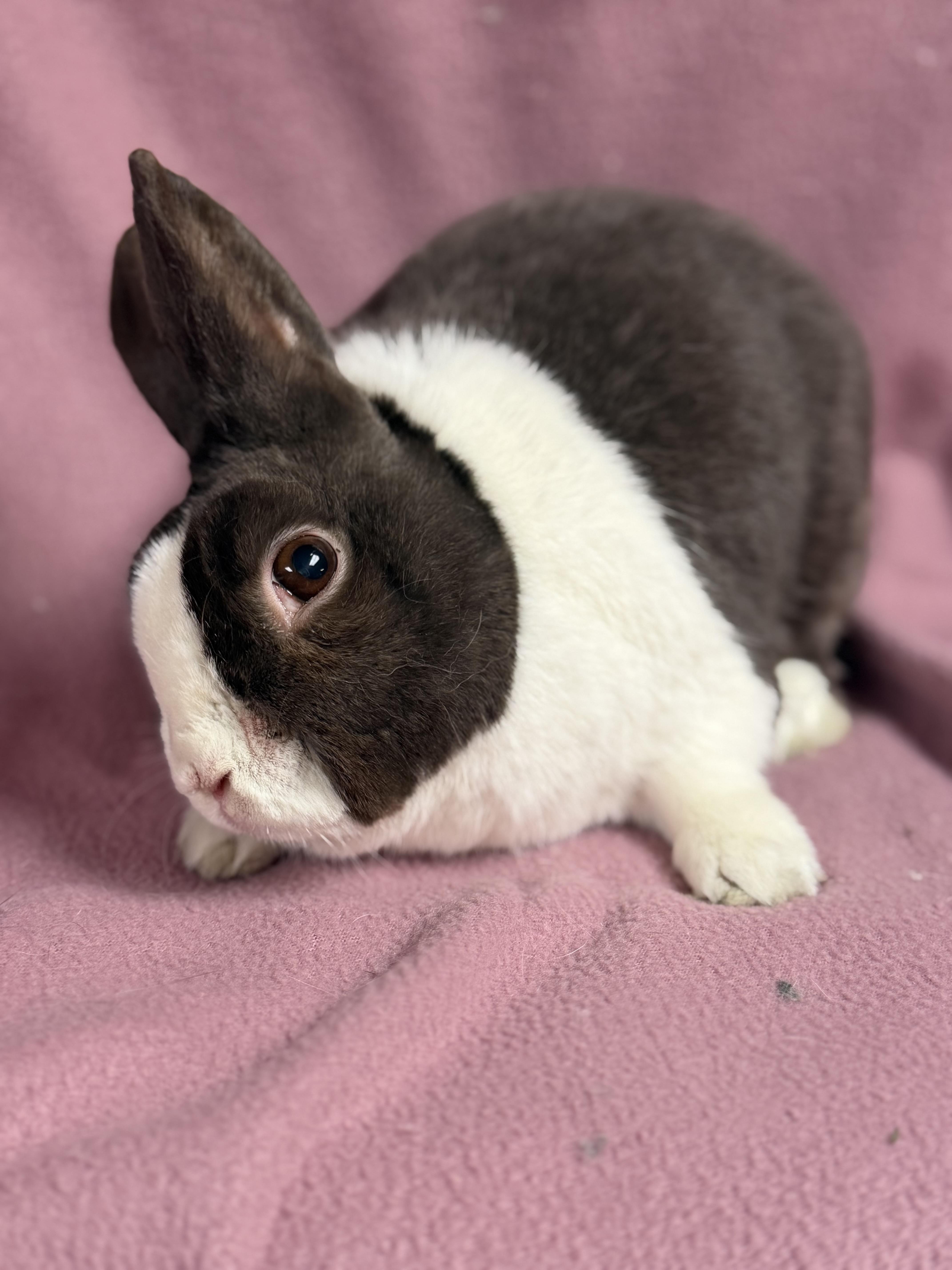 Fergus, a ADOPTABLE Dutch in Edinburg, PA image 4/6