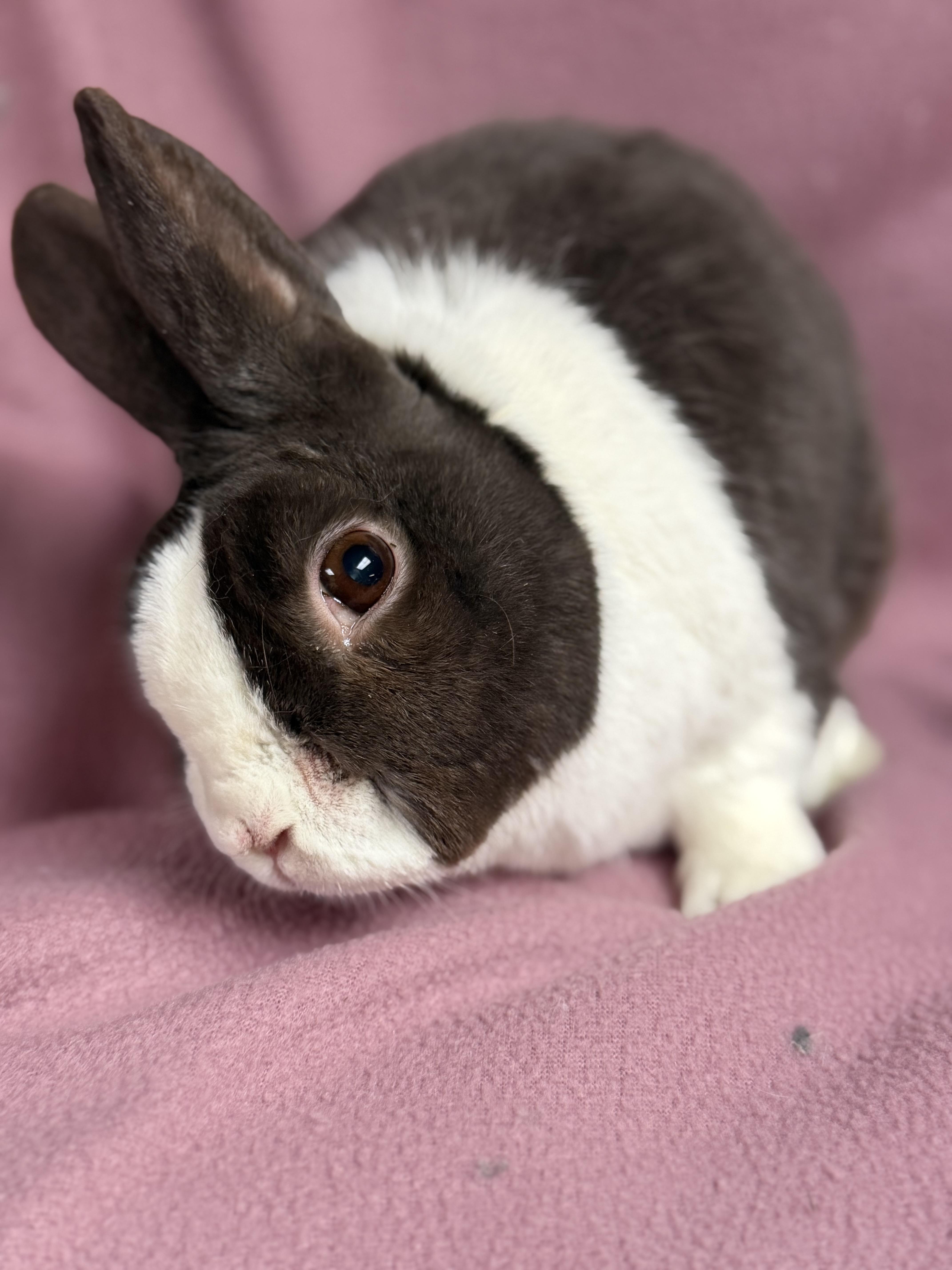 Fergus, a ADOPTABLE Dutch in Edinburg, PA image 2/6