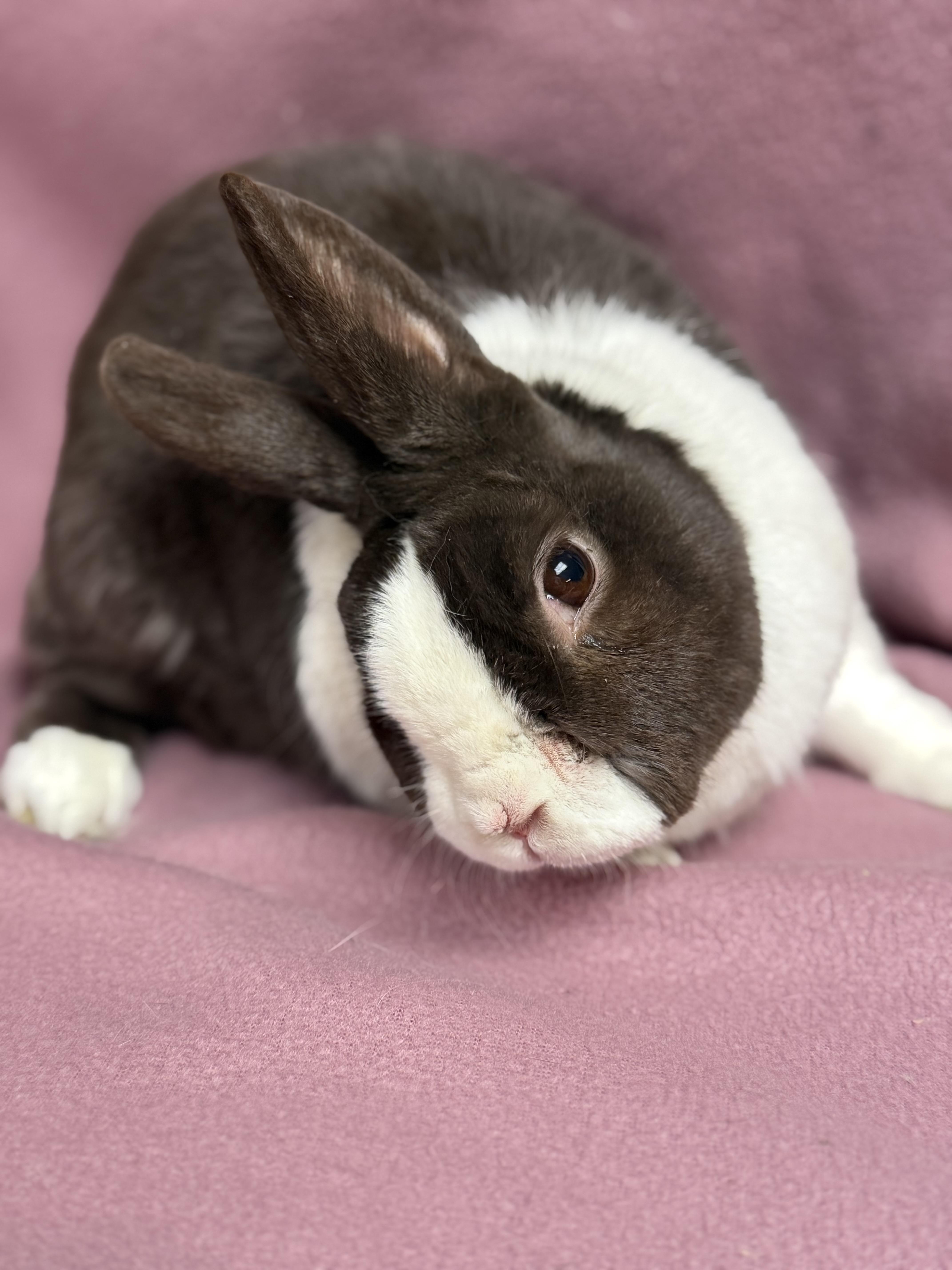 Fergus, a ADOPTABLE Dutch in Edinburg, PA image 3/6