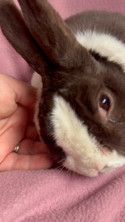 Enlarge Fergus, a ADOPTABLE Dutch in Edinburg, PA video 6/6