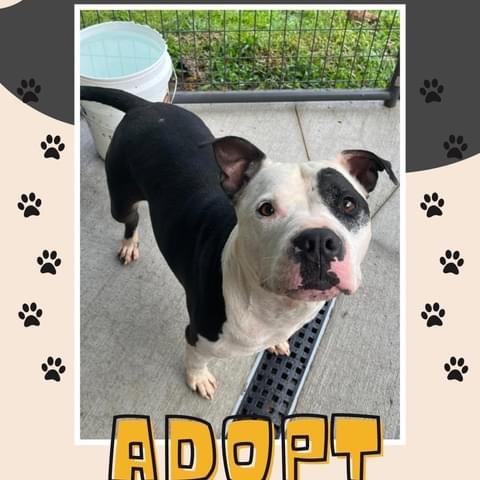 Chance, Adoptable, Adult Male American Staffordshire Terrier.