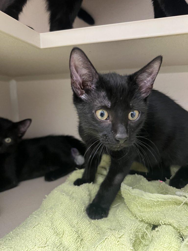 Onyx, Fig and Bean, Baby Female unknown