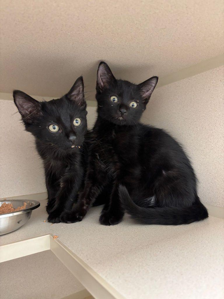 Onyx, Fig and Bean photo 4