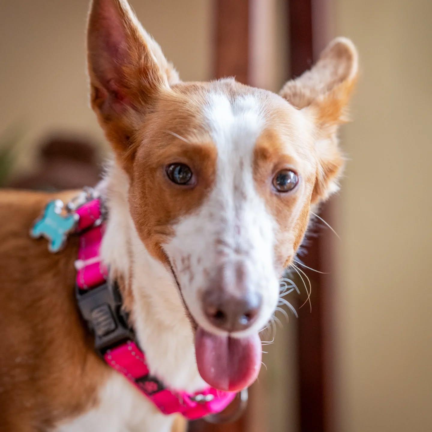 Enlarge Ginny , a ADOPTABLE mixed breed in HANSON, MA image 1/2