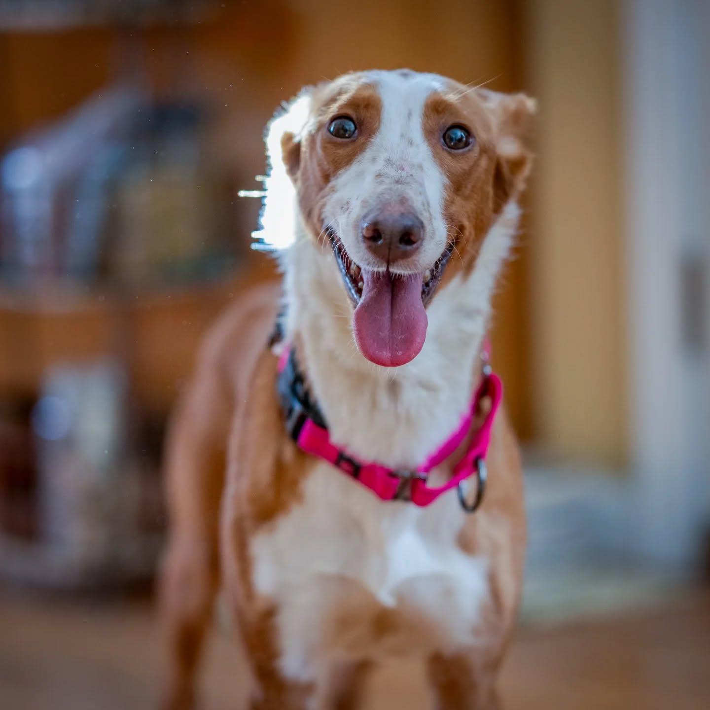 Enlarge Ginny , a ADOPTABLE mixed breed in HANSON, MA image 2/2