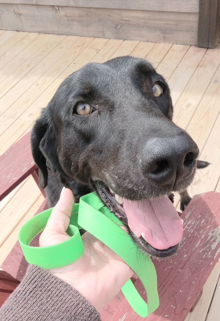 Duke, Adopted, Young Male Black Labrador Retriever & Mixed Breed.