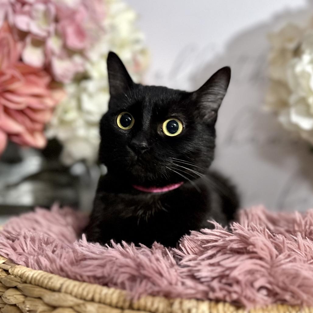 Owlette, Adoptable, Adult Female Domestic Short Hair.