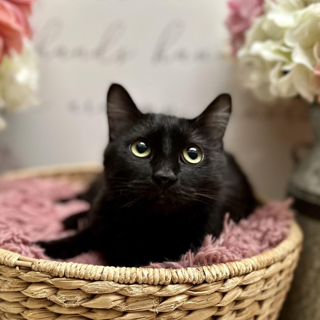 Owlette, a Adoptable Domestic Short Hair in Newberg, OR image 2/2